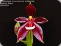 Phal. cornu - cervi var. chattaladae 4n